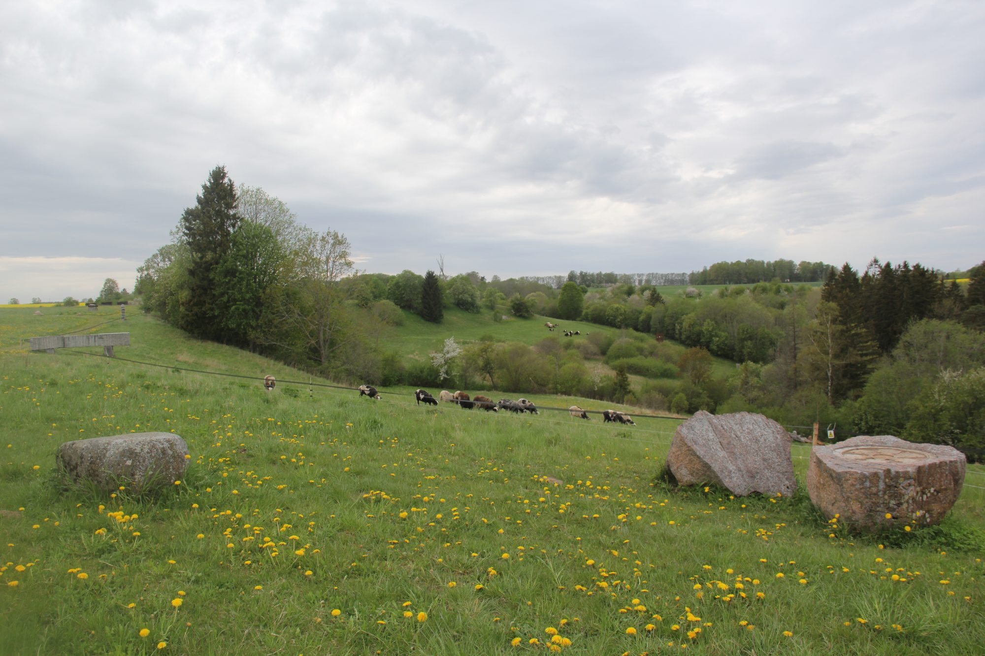 GrassLIFE mobile herd has arrived at Pedvale